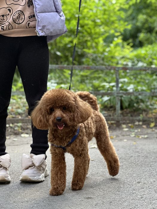 Опытный пудель для вязки