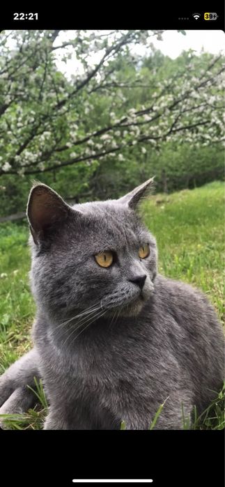 Шотландські кошенята