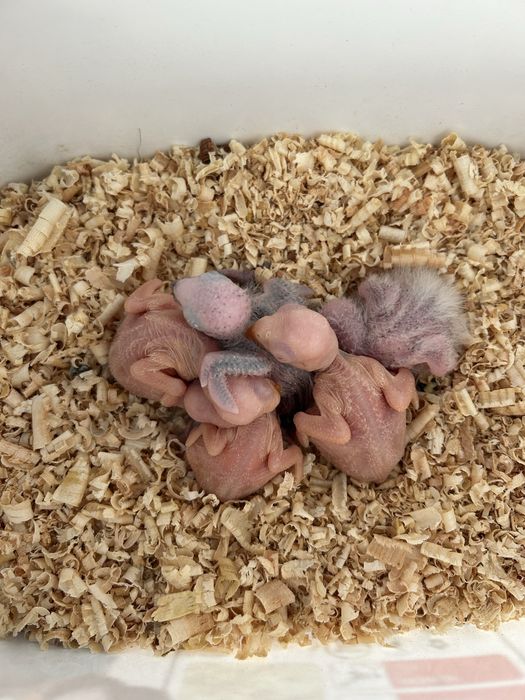 Ring Nek lutinos e pyrruras mollenae