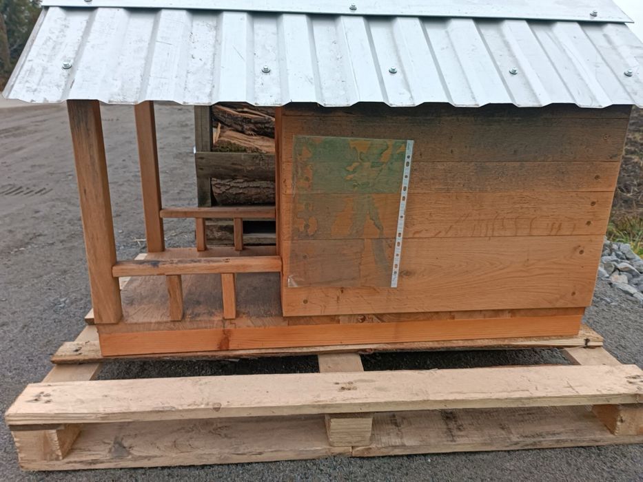 Собача бада нова дуб