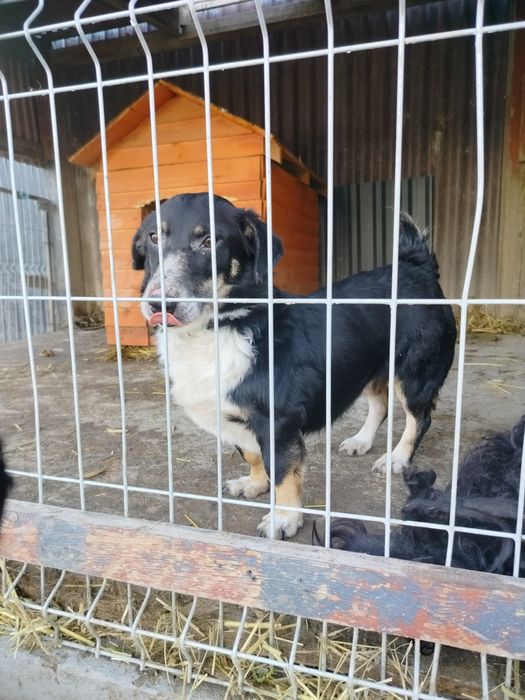 Za stary by znaleźć dom