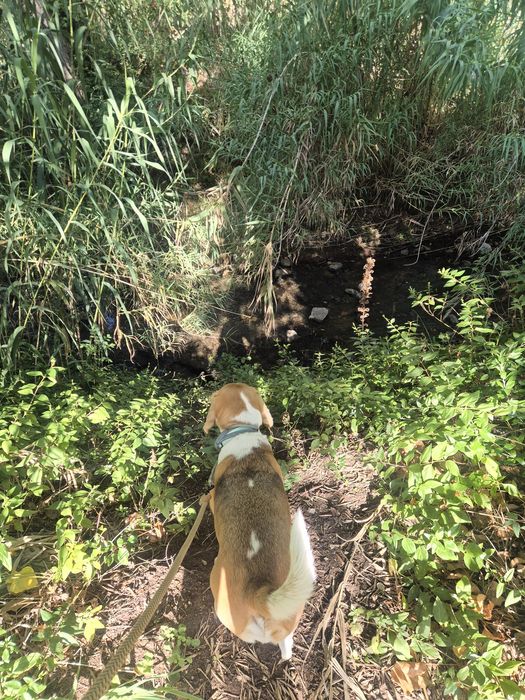 Passeio de cães.