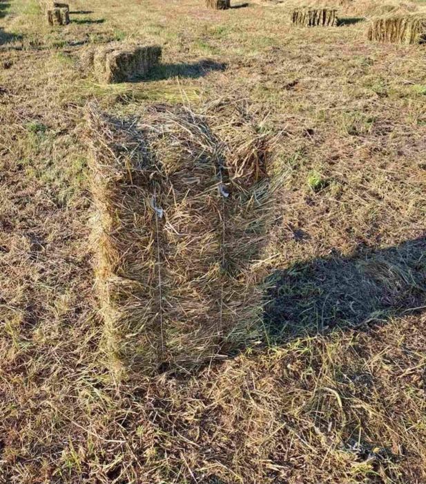 Тюки з сіна свіже