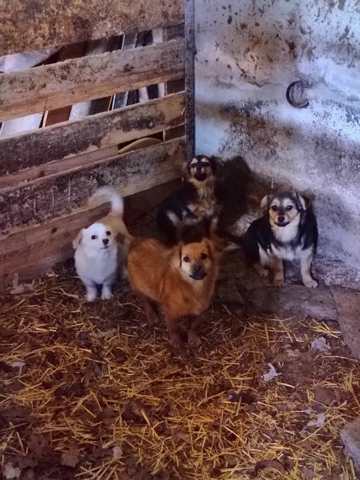 Oddam pieski mają ponad 6 miesięcy