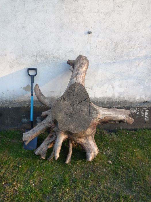 Korzeń pień orzecha włoskiego