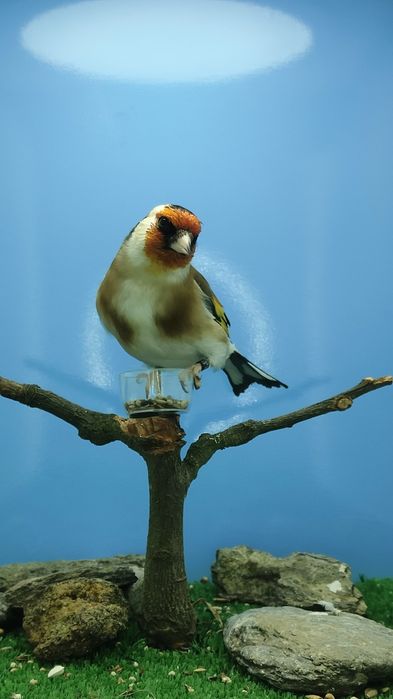 Major clássicos e com mutação