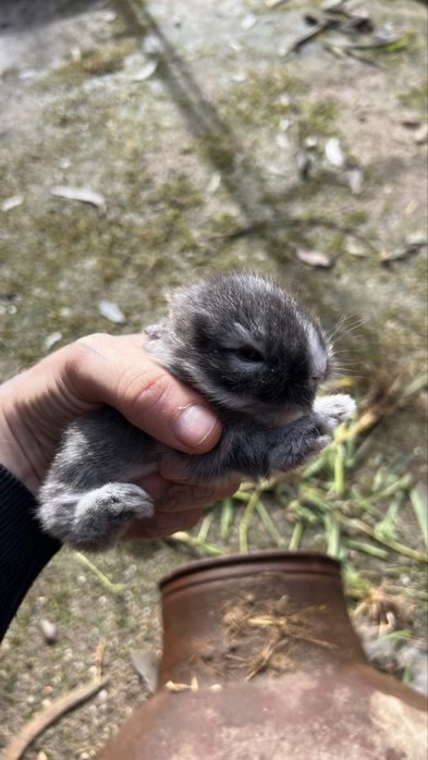 Coelhos para criacao ou consumo