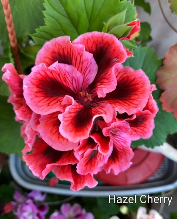 Королевские пеларгонии