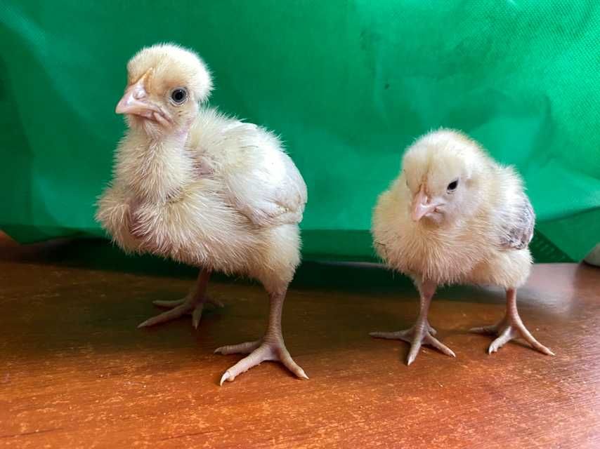Добові та підрощені м'ясо-яєчні курчата