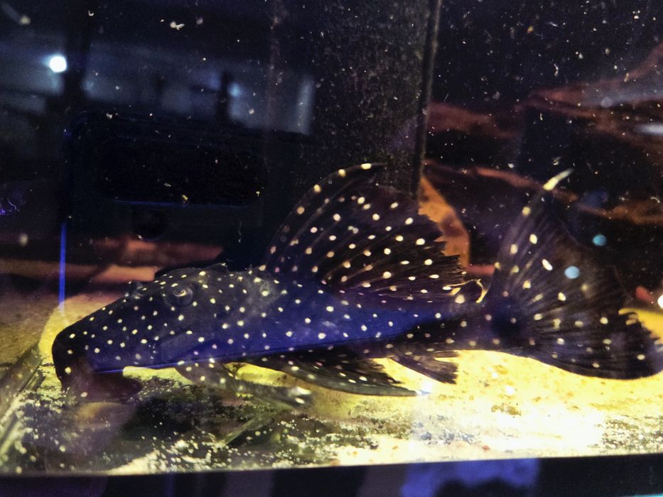 Zbrojnik L240 Hemiancistrus galaxias