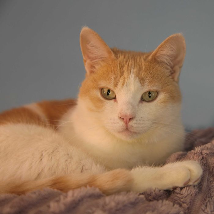 Киця в пошуку родини