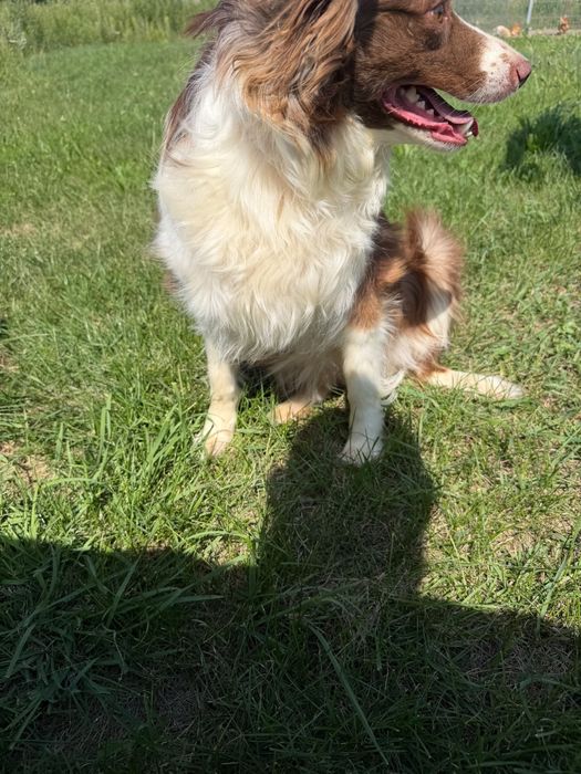 Border collie suka
