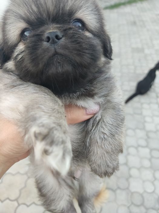 Продам цуценят королівського пекінеса
