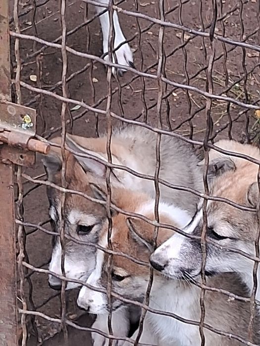 Західно-сибірська лайка  цуценята  щенки западно-сибирской лайки