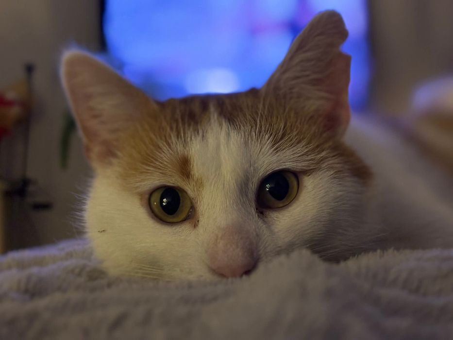 Uroczy Maślaczek szuka domu!