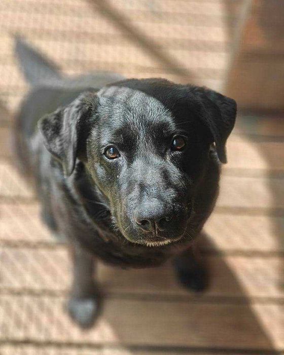 Wierny pies do adopcji Oskar