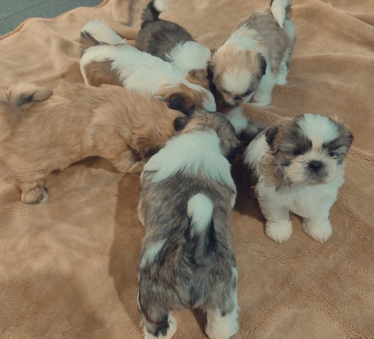 Szczenięta shih tzu