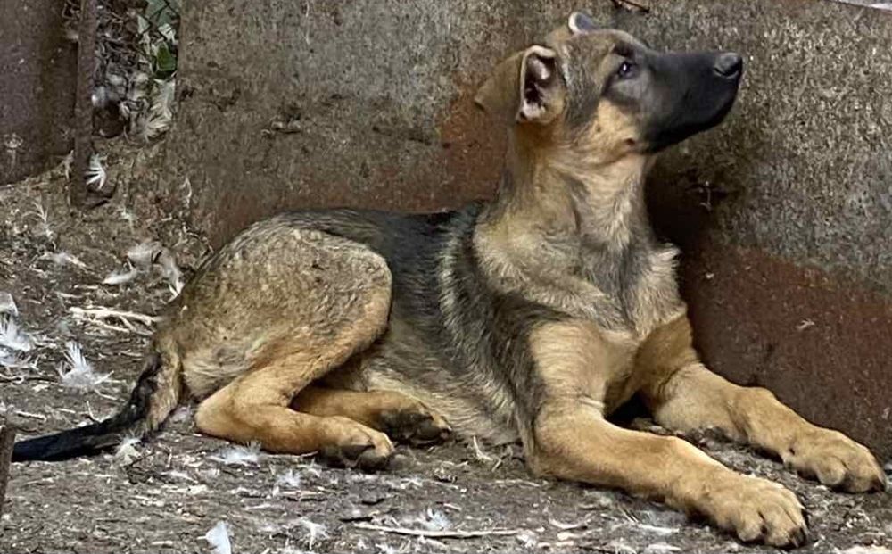 цуценя німецької вівчарки