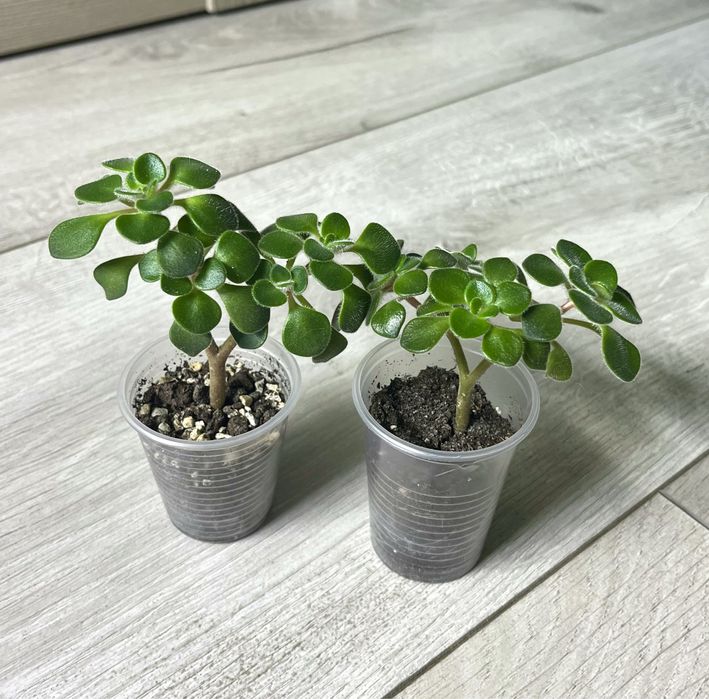 Суккуленты  эхиверия,крассула,седум