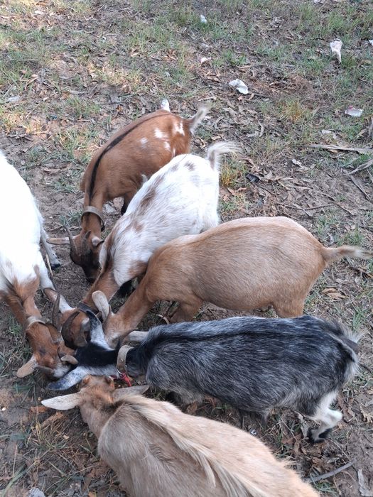 Cabras cheias anãs