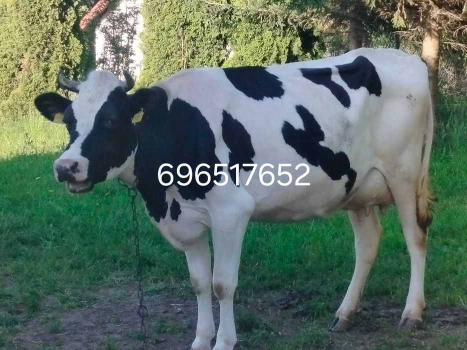 Krowy mleczne oraz jałówka