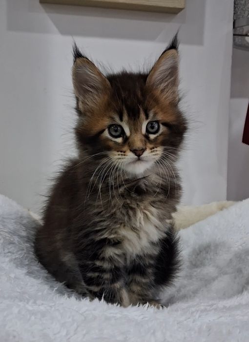 Gatinha Maine Coon com Lop