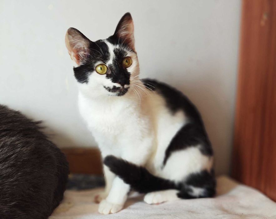 Гарна, незвичайна, екзотична кото-дівчинка Панді (4 міс.). Кошка