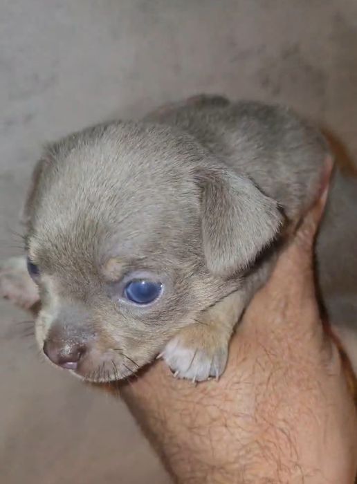 Chiuhahua Blue And Tan cor linda