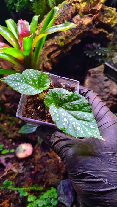 Rośliny do terrarium, paludarium, wiwarium