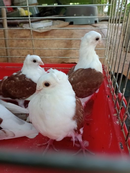 Sprzedam gołębie Mewki
