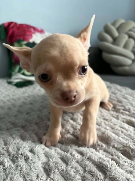 Piękny piesek Chihuahua