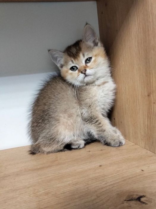 Скоттиш страйт мальчик