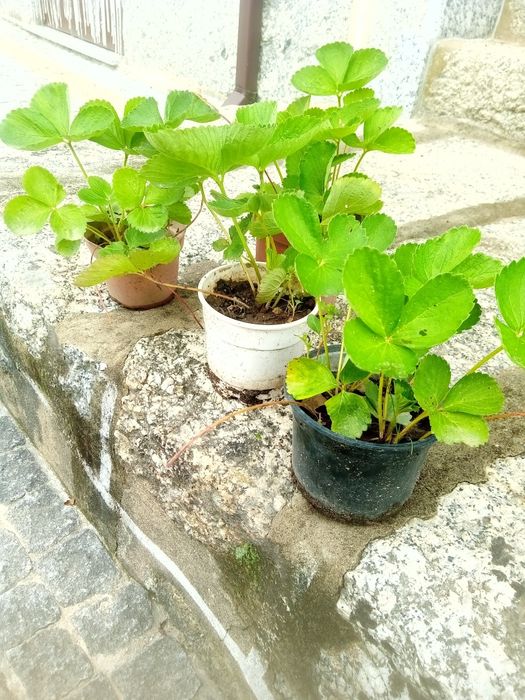 Morangueiros oportunidade