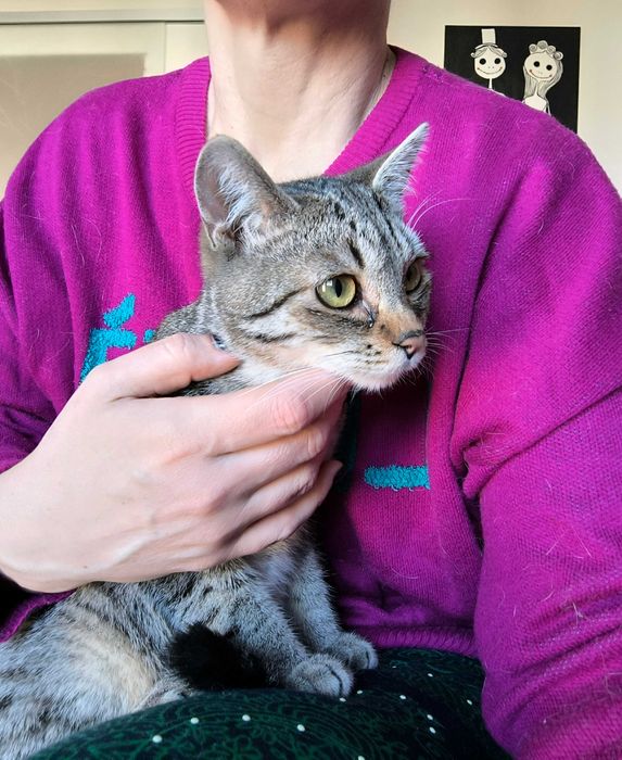 Kot Filemon czeka na dom