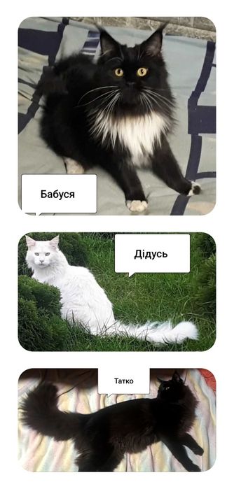 Котенята Мейн-Кун,літня ціна