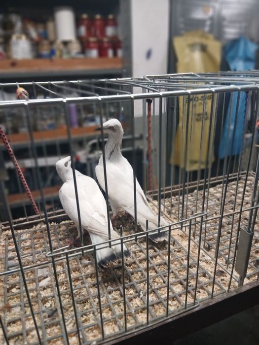 Gołebie Ozdobne Jasne