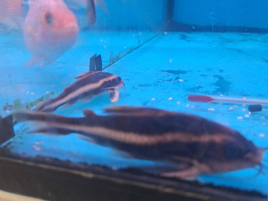 Platydoras costatus 2-3cm