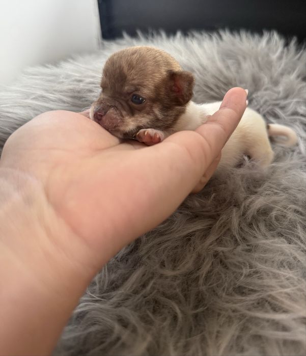 Menino Chihuahua  *lindissimo“ de bolso.