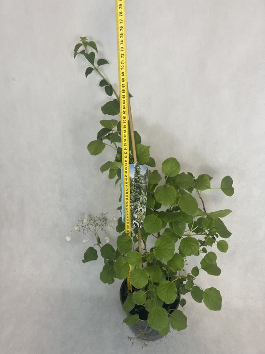 Hortensja pnąca biała kalisz wysyłka