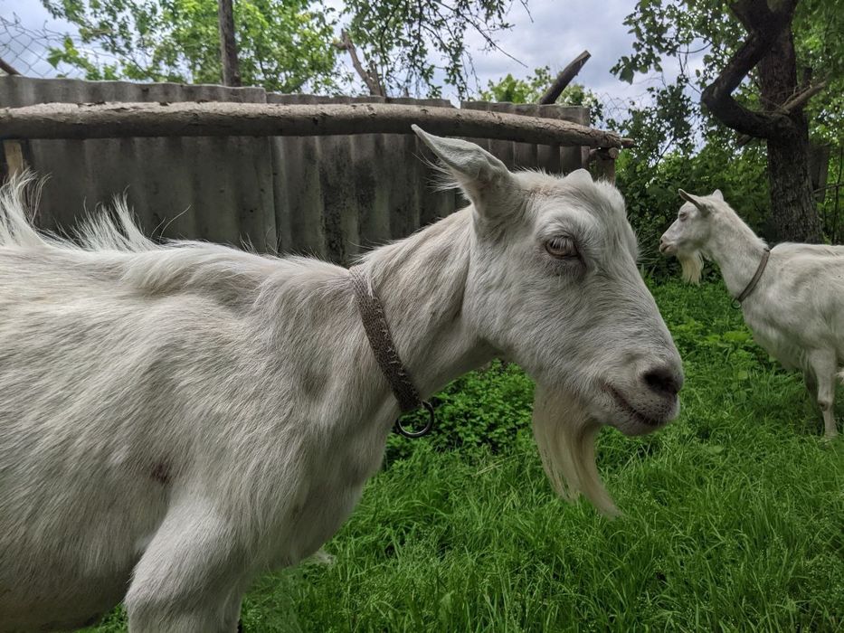 Кози і козенята зааненської породи