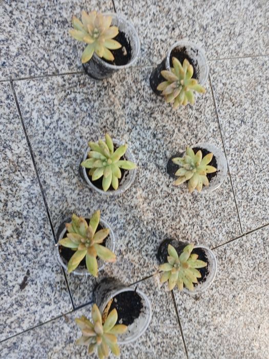 Suculentas enraizadas