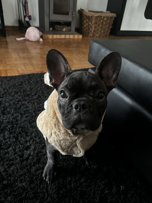 Menina bulldog frances
