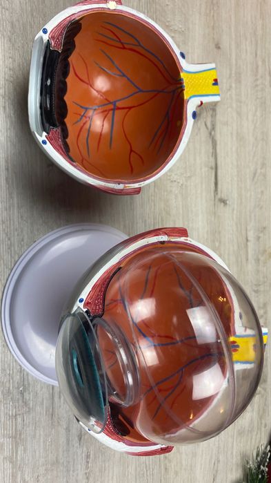 Model anatomiczny oka gałki ocznej człowieka 7 elementów