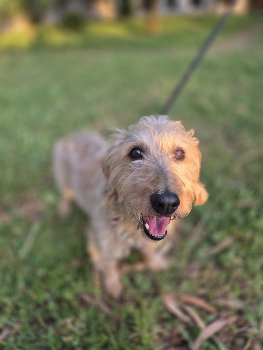 Fluffy Petsitting e Petboarding em Lisboa