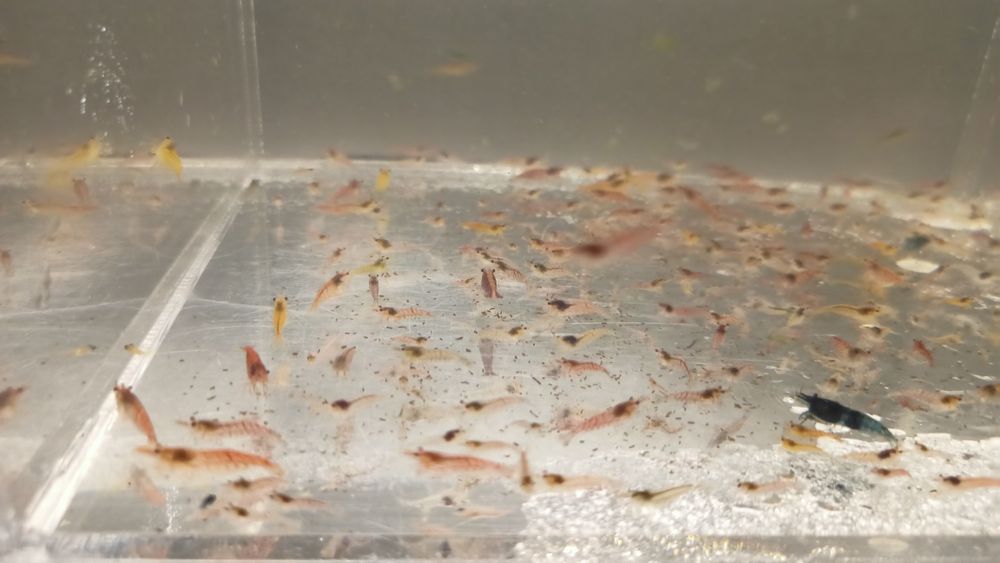 Lindos camarões Neocaridinas promoção