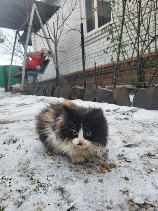 Безкоштовно віддам маленьких котят