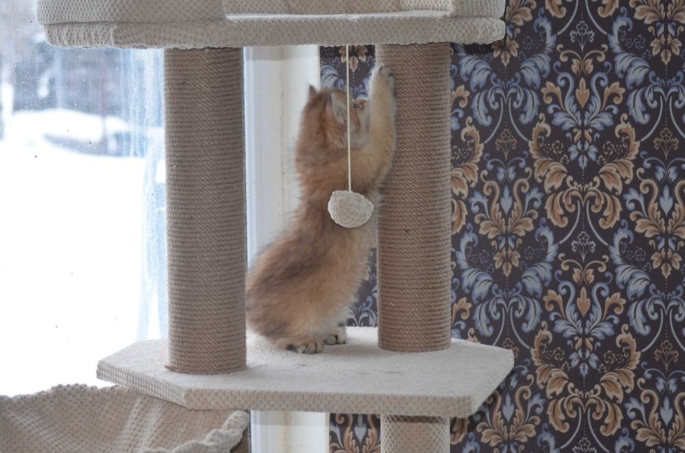 Кошечка золота шиншила! Київ, Бориспіль, або відправлю в інше місто