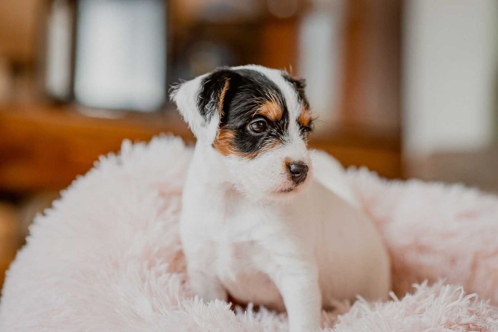 Parson Russell Terrier FCI - gotowa do odbioru