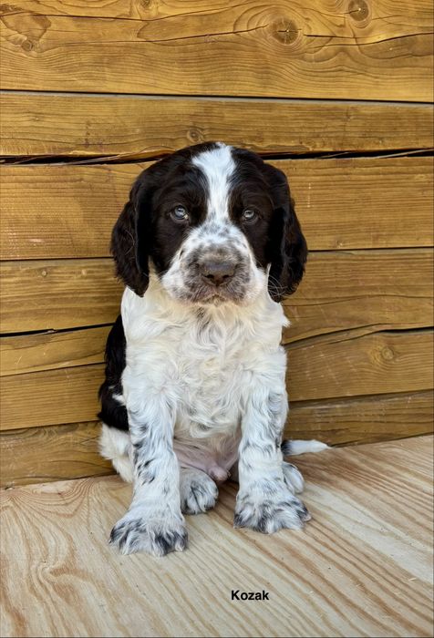 Płochacz niemiecki wachtelhund spaniel
