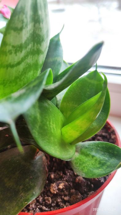 Кактус портулацея аіхризон різдвяник сансевієрія хані калвнхое